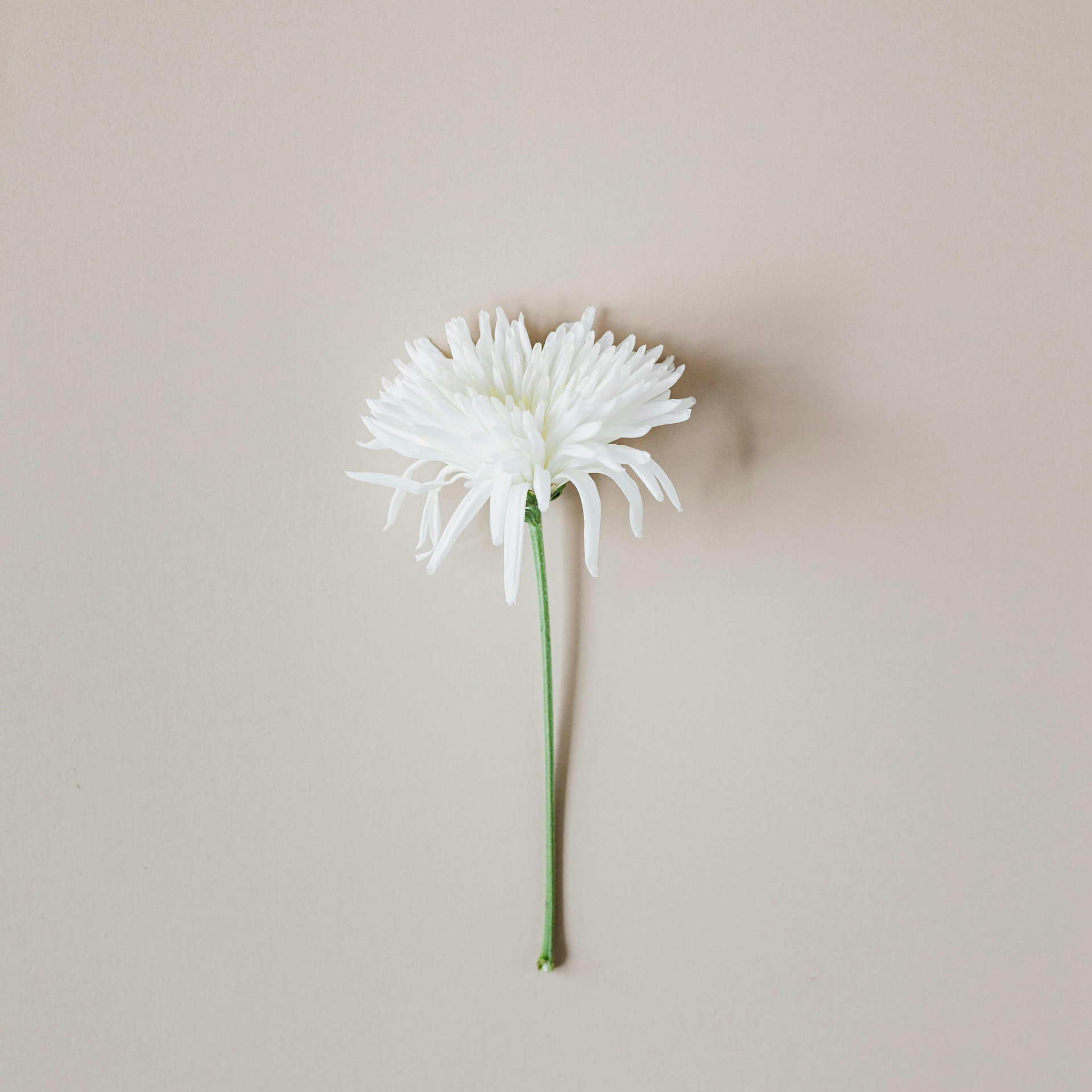 FoxCredit Voglio il Finanziamento